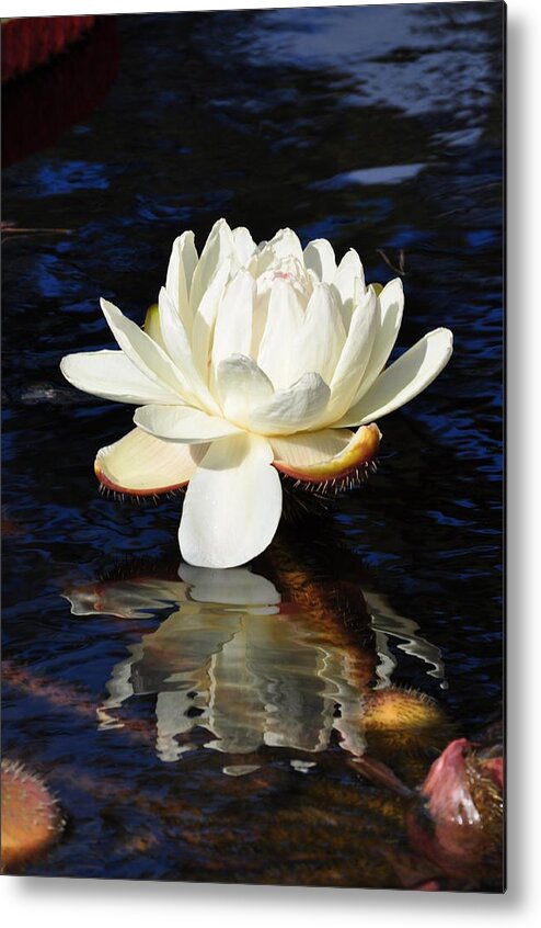 Floral Metal Print featuring the photograph White Water Lily by Andrea Everhard