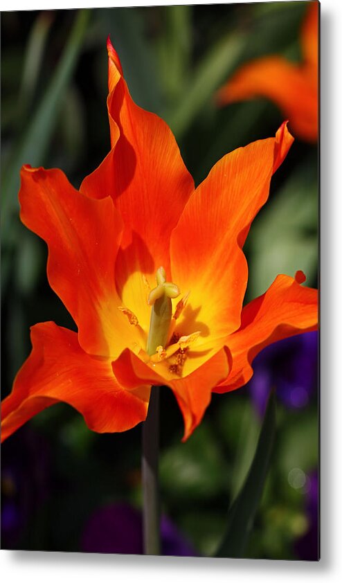 Tulip Metal Print featuring the photograph Wide Open by Katherine White