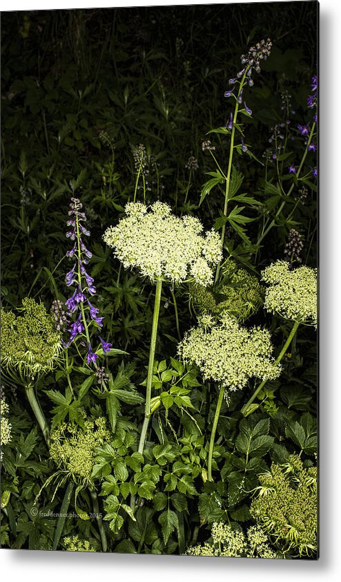 Wildflower Metal Print featuring the photograph Wild Celery and Larkspur by Fred Denner