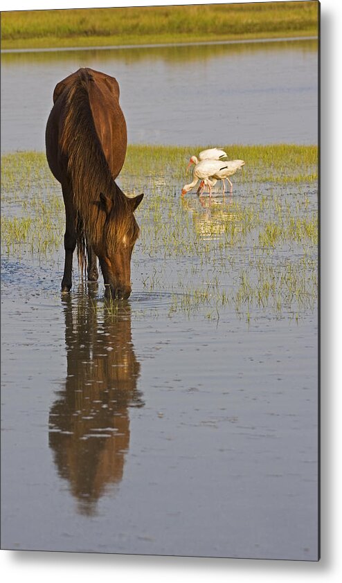 Wild Metal Print featuring the photograph Wild Horse Reflection by Bob Decker