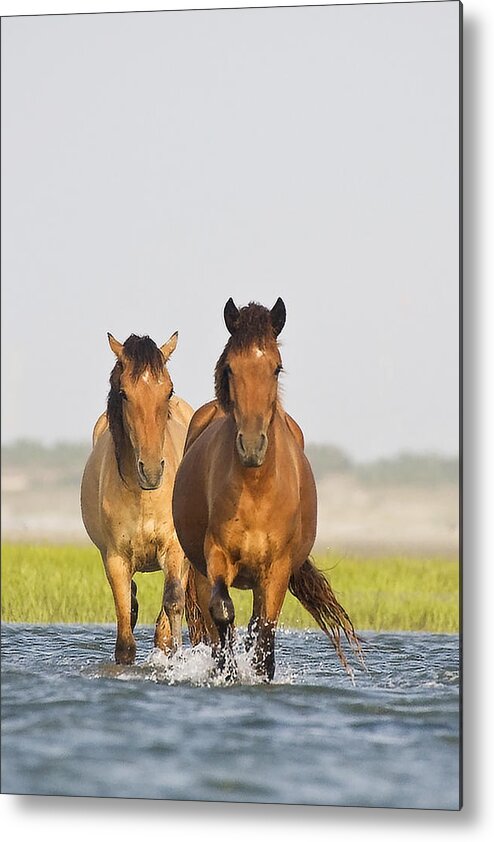 Wild Metal Print featuring the photograph Wild Horses by Bob Decker