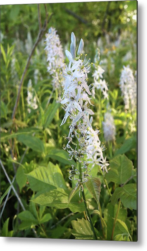 Plant Metal Print featuring the photograph Wild Hyacinth by Scott Kingery