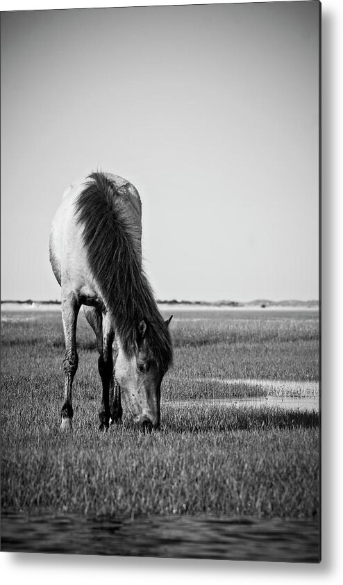 Wild Metal Print featuring the photograph Wild Mustang by Bob Decker