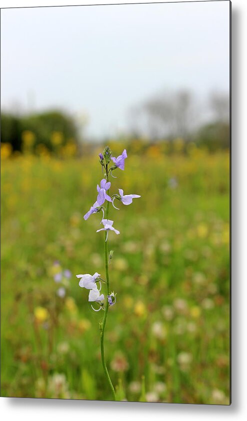 Wildflower Metal Print featuring the photograph Wildflower by Beth Vincent