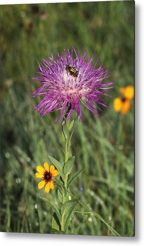 Nature Metal Print featuring the photograph Wildflowers and Friend by Sheila Brown