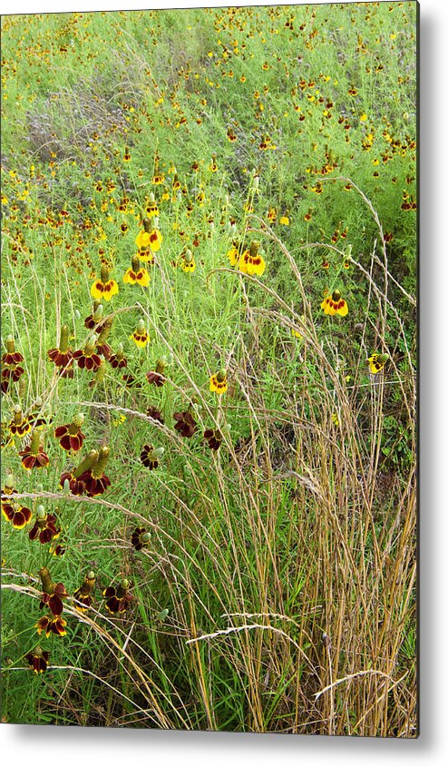 Wildflower Metal Print featuring the photograph Wildflowers Eight by Stephen Anderson