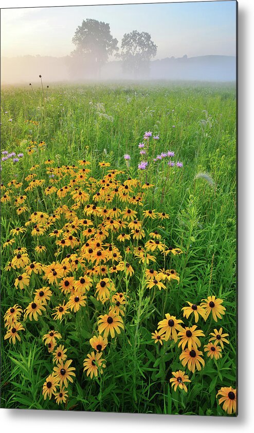 Glacial Park Metal Print featuring the photograph Wildflowers of West Glacial Park at Sunrise by Ray Mathis