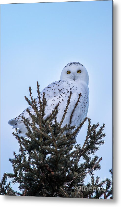 Wildlife Metal Print featuring the photograph Wildlife Snowy Owl -3408 by Norris Seward