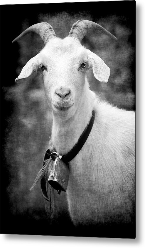 Goat Alpine White Billy Bell Horns Portrait Animal Alps Serious Creature Stare Metal Print featuring the photograph Willhelm of the Alps by Jennifer Wright