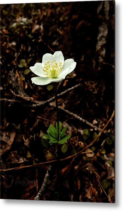 Flower Metal Print featuring the photograph Wind Flower by Fred Denner