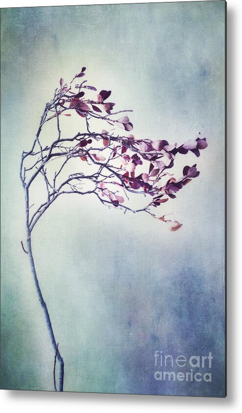 Blueberry Branch Metal Print featuring the photograph Windswept by Priska Wettstein