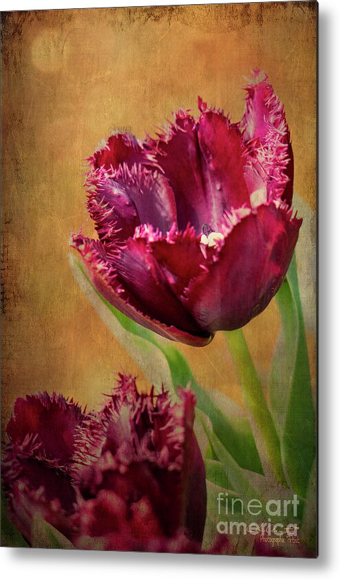 Wine Metal Print featuring the painting Wine Dark Tulips from my Garden by Chris Armytage