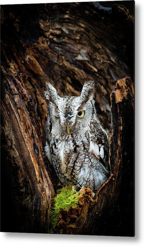 Animals Metal Print featuring the photograph Wink, Wink by Tracy Munson