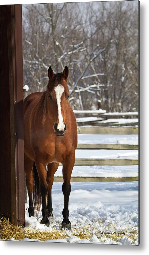 Winter Metal Print featuring the photograph Winter at the Barn by Straublund Photography