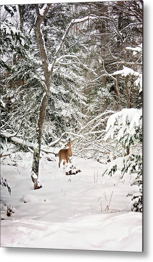Winter Deer In The Forest Print Metal Print featuring the photograph Winter Deer in the Forest by Gwen Gibson