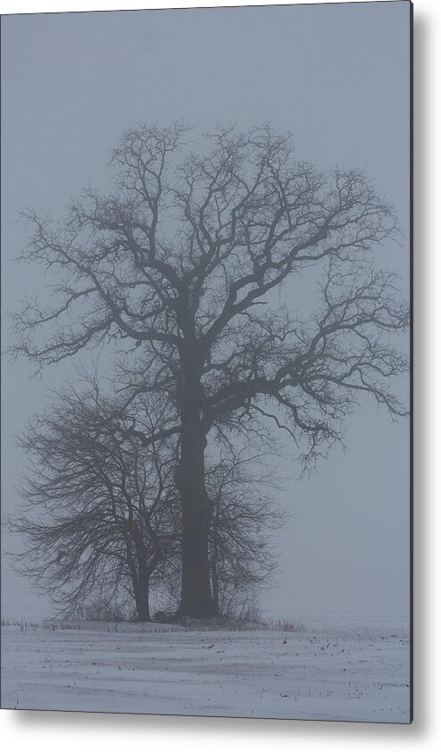 Tree Metal Print featuring the photograph Winter Fog by Carl Purcell