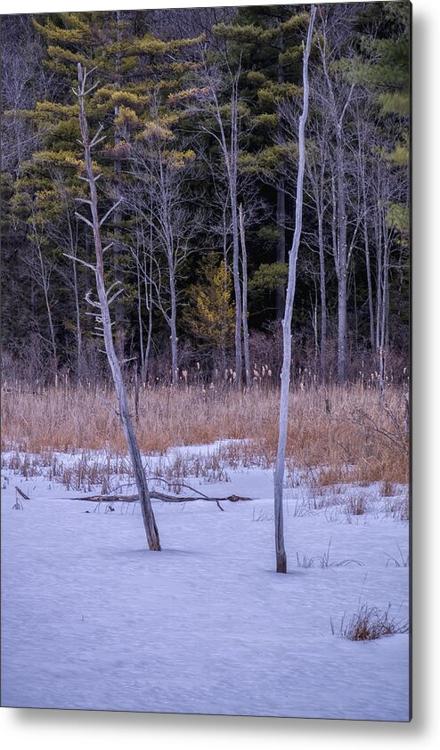 Spofford Lake New Hampshire Metal Print featuring the photograph Winter Marsh And Trees by Tom Singleton