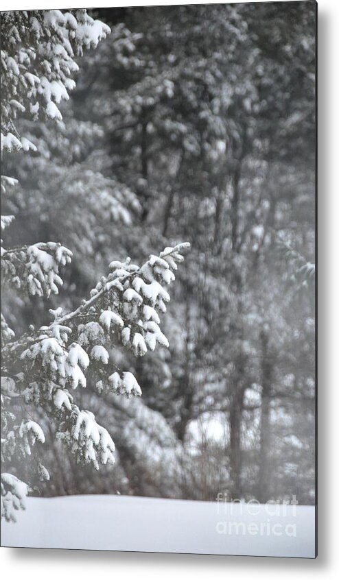 Snow Metal Print featuring the photograph Winter snow by John Black