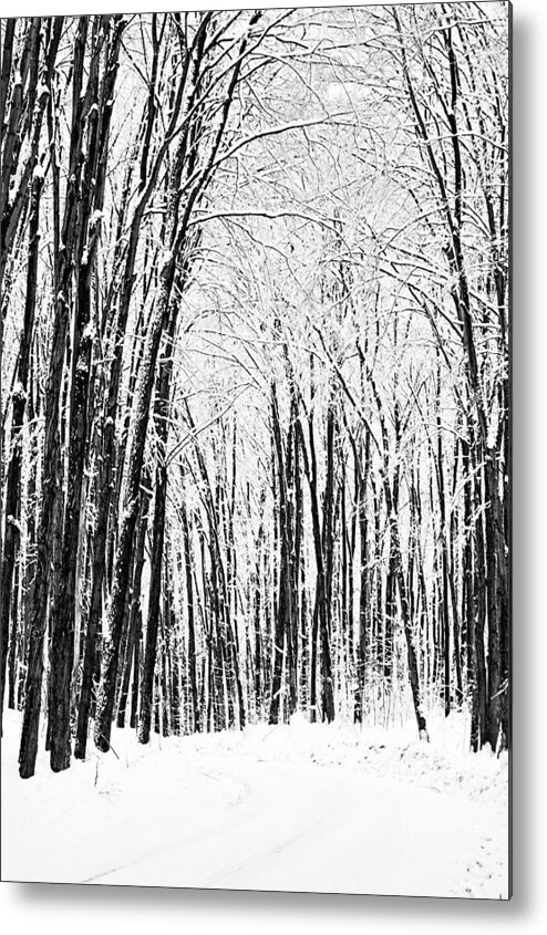 Winter Metal Print featuring the photograph Winter Startk by JGracey Stinson