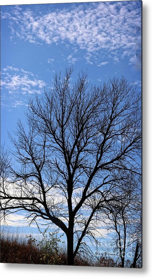Trees Metal Print featuring the photograph Winter tree and Blue sky by Yumi Johnson