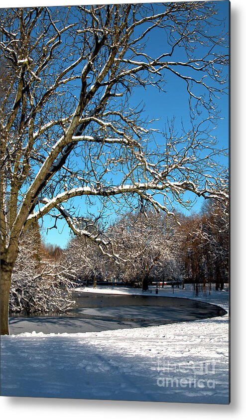 Winter Metal Print featuring the photograph Winter Tree by Baggieoldboy