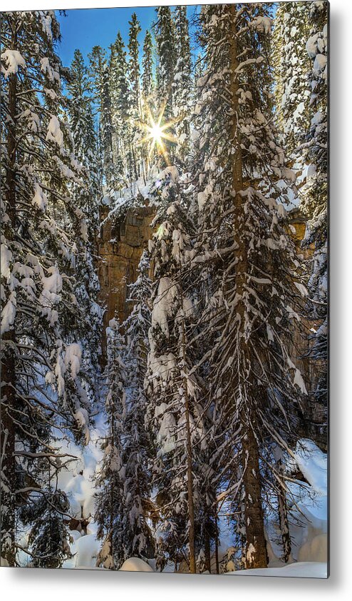 Snow Metal Print featuring the photograph Winter Wonderland by Jen Manganello