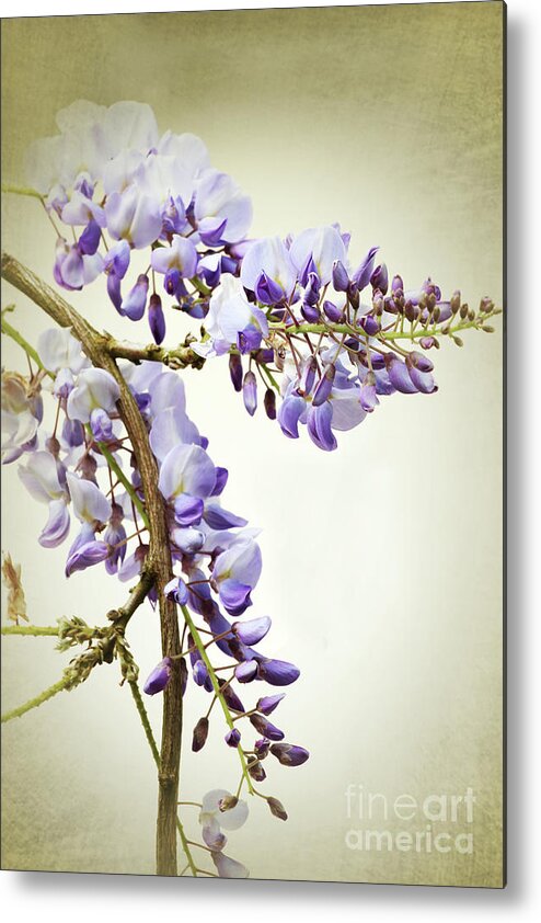 Wisteria Metal Print featuring the photograph Wisteria textured by Terri Waters