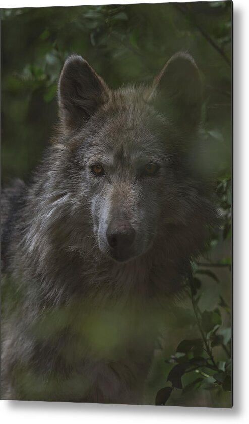 Animal Metal Print featuring the photograph Wolf by Brian Cross