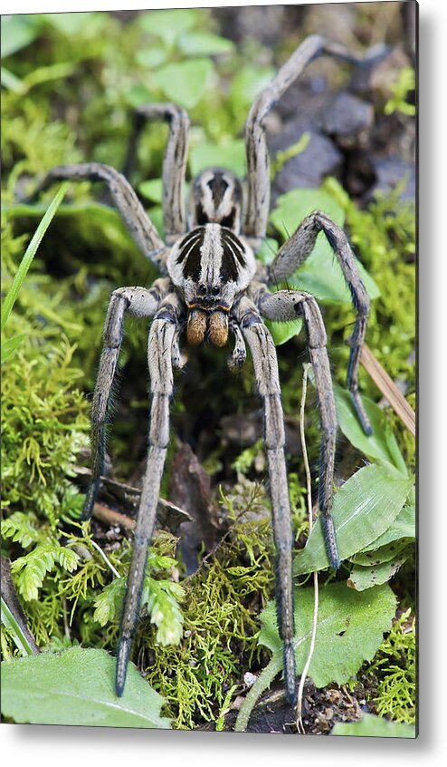 Fn Metal Print featuring the photograph Wolf Spider Hogna Sp Male, Mindo by James Christensen