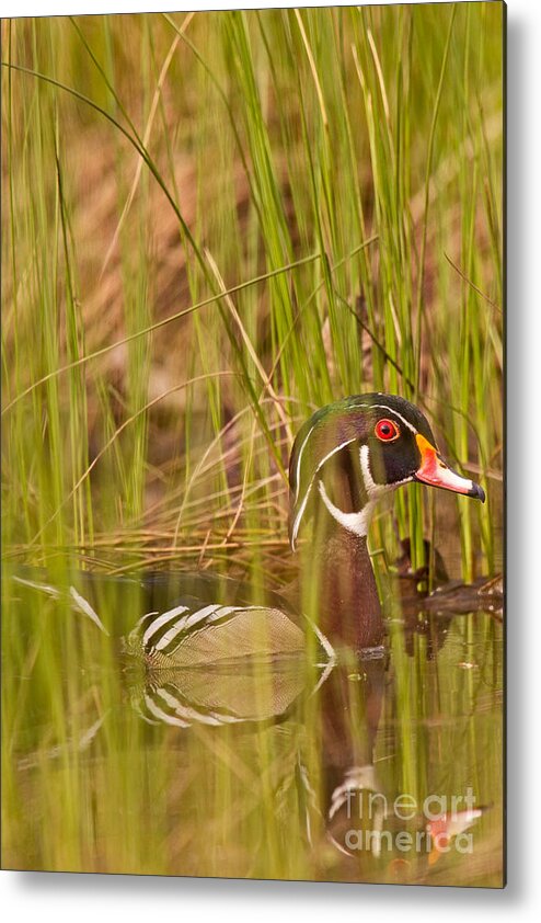 Wood Duck Metal Print featuring the photograph Wood Duck Under Cover by Natural Focal Point Photography