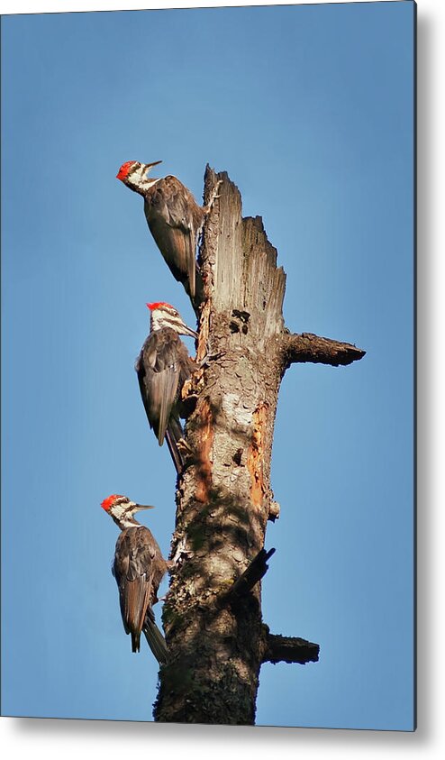 Bird Metal Print featuring the photograph Woodpecker Trio by John Christopher