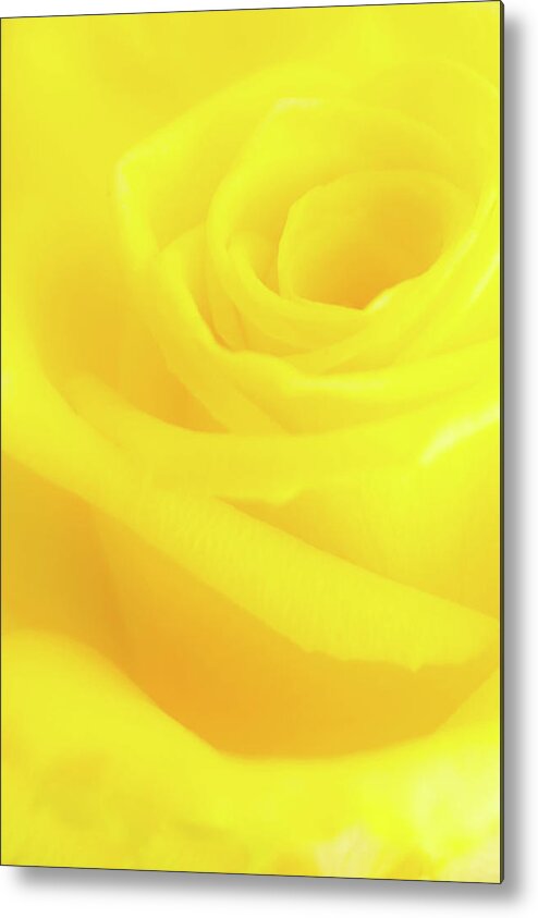 Yellow Metal Print featuring the photograph Yello Rose by Andy Myatt