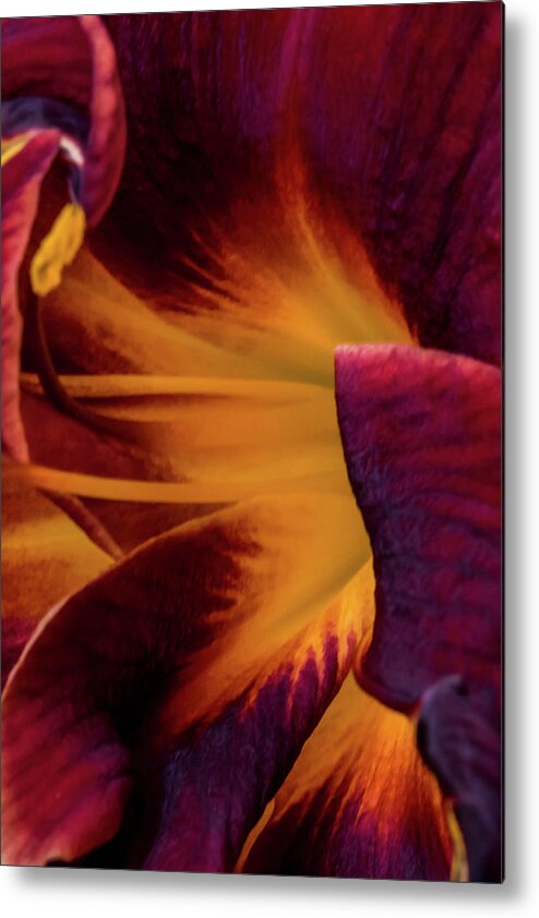Jay Stockhaus Metal Print featuring the photograph Yellow and Purple by Jay Stockhaus