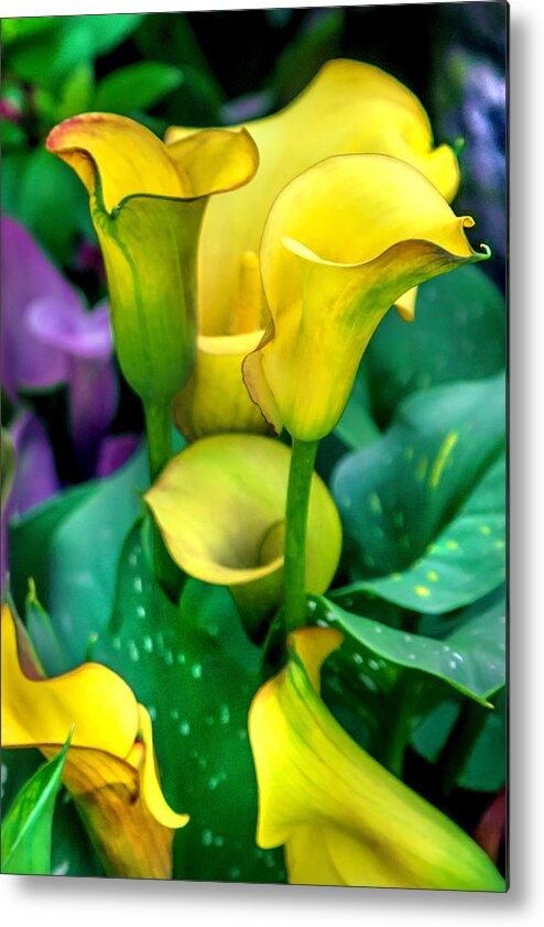 Spring Flowers Metal Print featuring the photograph Yellow Calla Lilies by Az Jackson