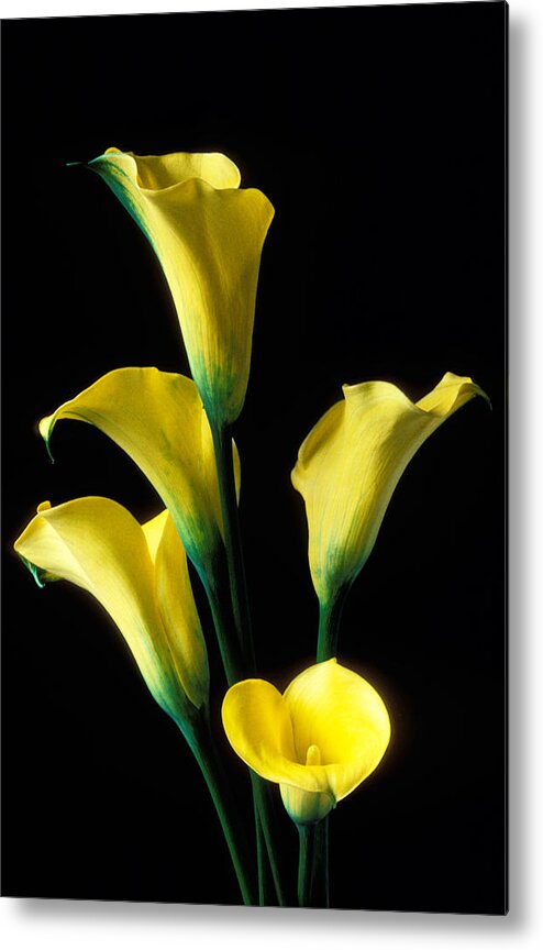 Calla Lily Metal Print featuring the photograph Yellow calla lilies by Garry Gay