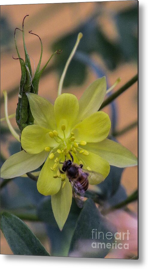 Nature Metal Print featuring the photograph Yellow Flower 5 by Christy Garavetto
