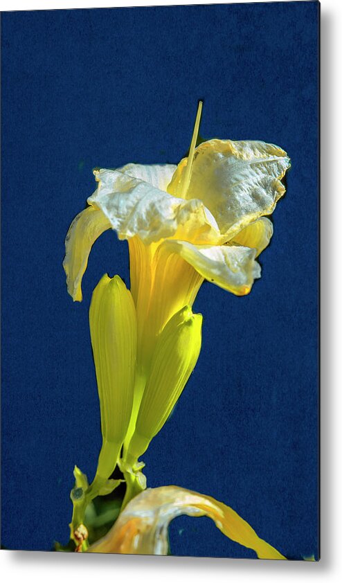 Yellow Metal Print featuring the photograph Yellow glue blue #f9 by Leif Sohlman