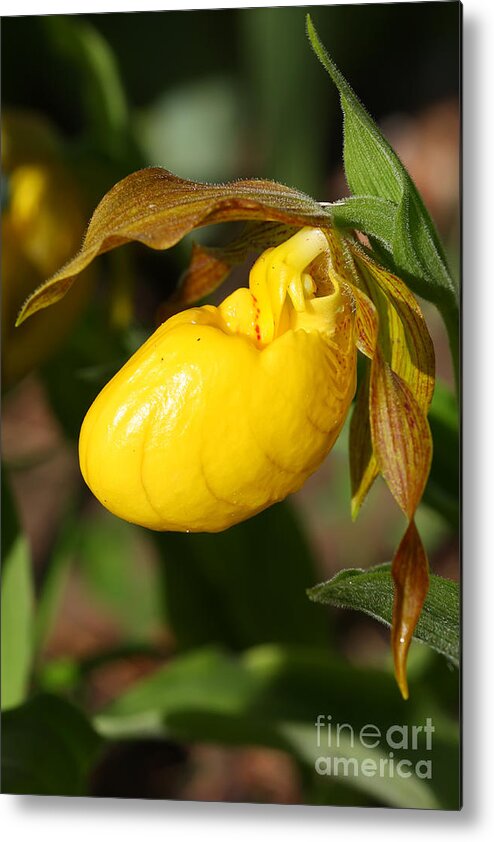 Flower Metal Print featuring the photograph Yellow Lady's Slipper by Teresa Zieba