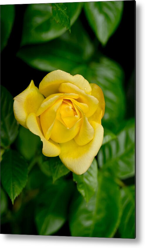Rose Metal Print featuring the photograph Yellow on green. by Elena Perelman
