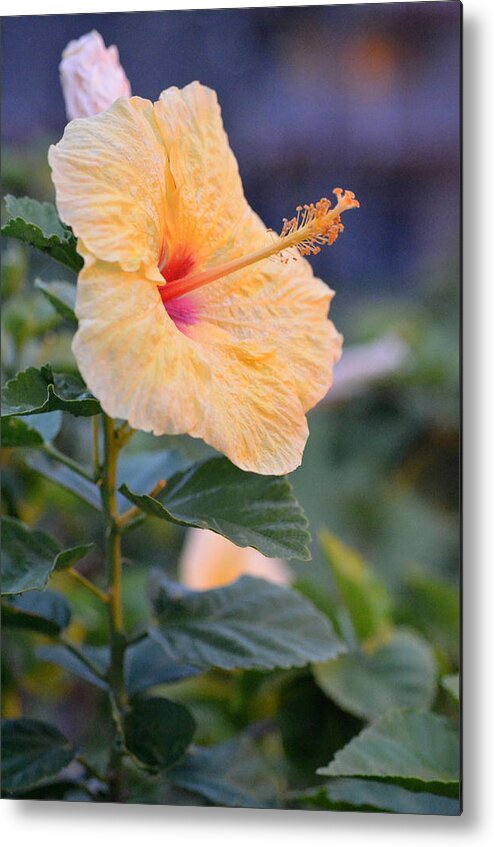 Flower Metal Print featuring the photograph Yellow Red Hibiscus Profile by Amy Fose