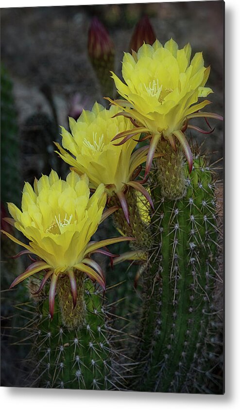 Yellow Torch Cactus Metal Print featuring the photograph Yellow Torch Cactus Bouquet by Saija Lehtonen
