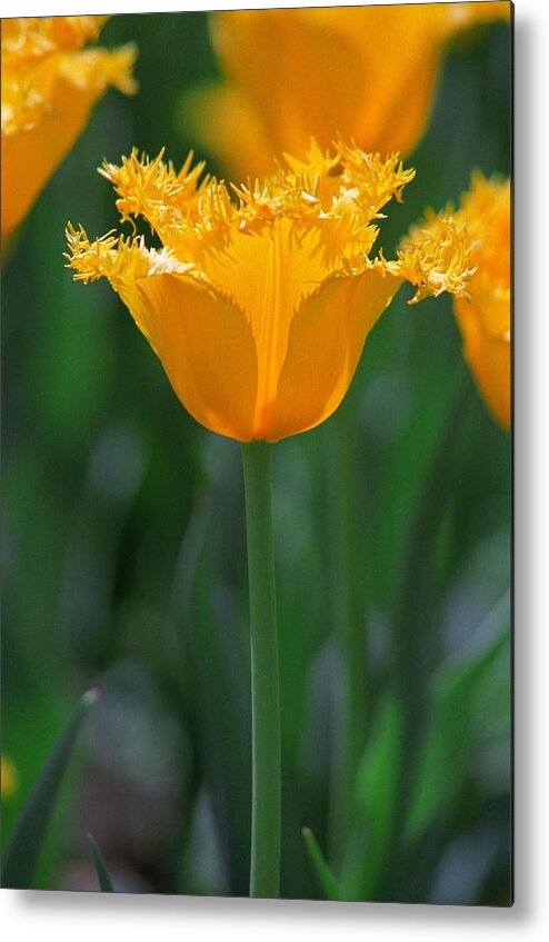 Tulip Metal Print featuring the photograph Yellow Tulip by Rick Rauzi