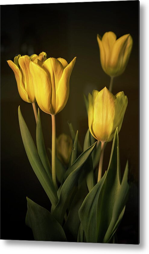 Tulips Metal Print featuring the photograph Yellow Tulips by Jacki Marino