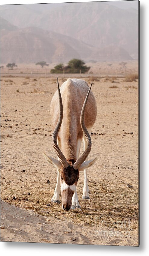 Addax Metal Print featuring the photograph Yotvata Hai-Bar Nature Reserve by Shay Levy