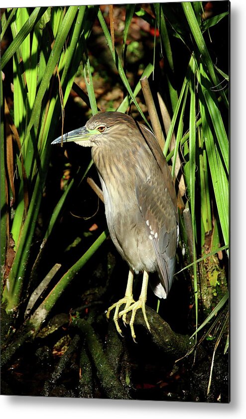 Yellow Crowned Night Heron Chick Metal Print featuring the photograph Young Beauty by Christiane Schulze Art And Photography
