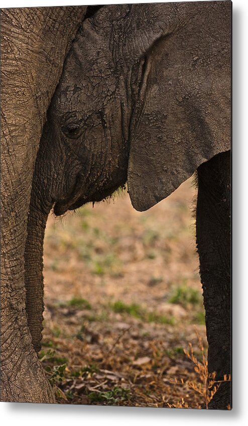 Africa Metal Print featuring the photograph Young Elephant and mother by Johan Elzenga