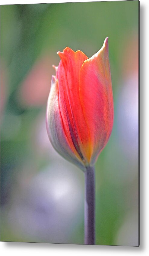 Tulip Metal Print featuring the photograph Youthful Exuberance by Rona Black