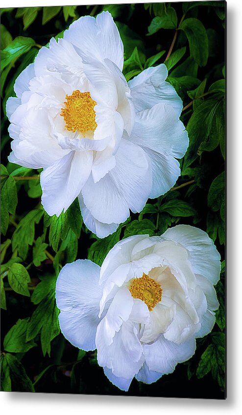 Peony Metal Print featuring the photograph Yu Ban Bai Chinese Tree Peonies by Julie Palencia