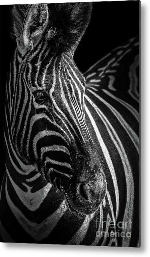 Zebra Metal Print featuring the photograph Zebra Portrait by Jarrod Erbe