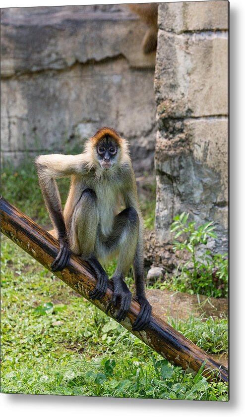 Audubon Metal Print featuring the photograph Zoo Monkey by Allan Morrison